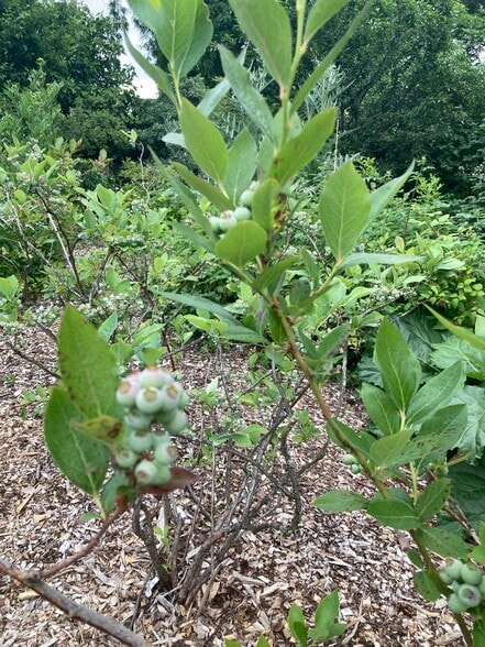 Blue berries - 5310 SE Schiller Street