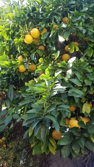 Grapefruit Tree - 2023 S Harcourt Ave