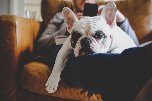 Pet friendly apartments - Glen Ridge Apartments