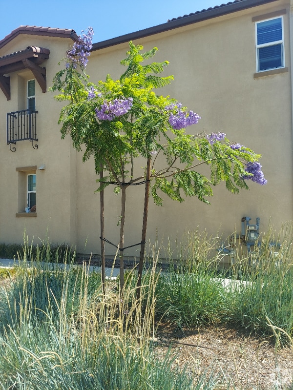 Building Photo - 1713 Cedar Tree Pl