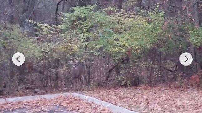 grassy area next to home - 2950 Baby Ruth Ln