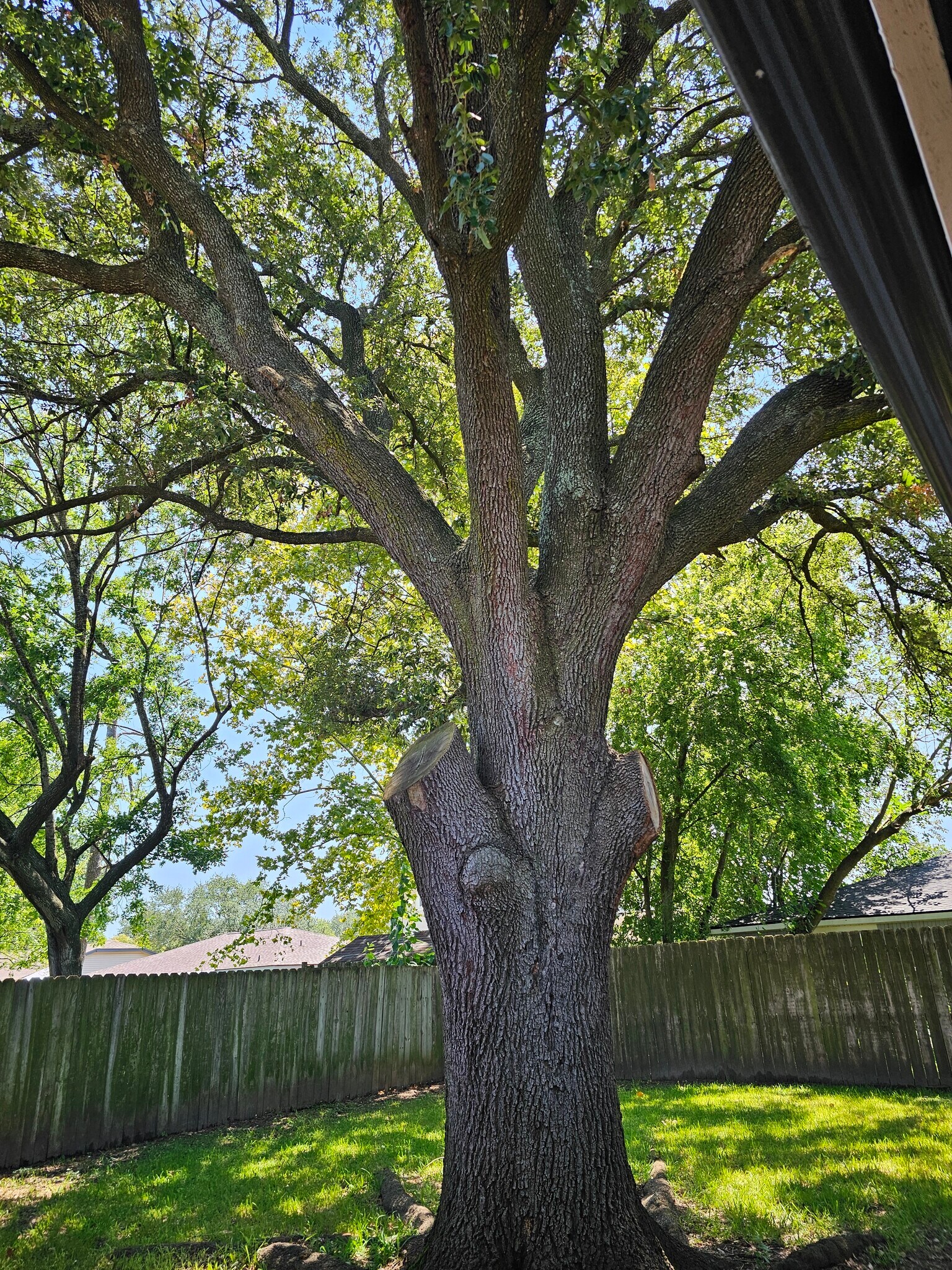 private fully fenced back yard - 9806 Thrush St