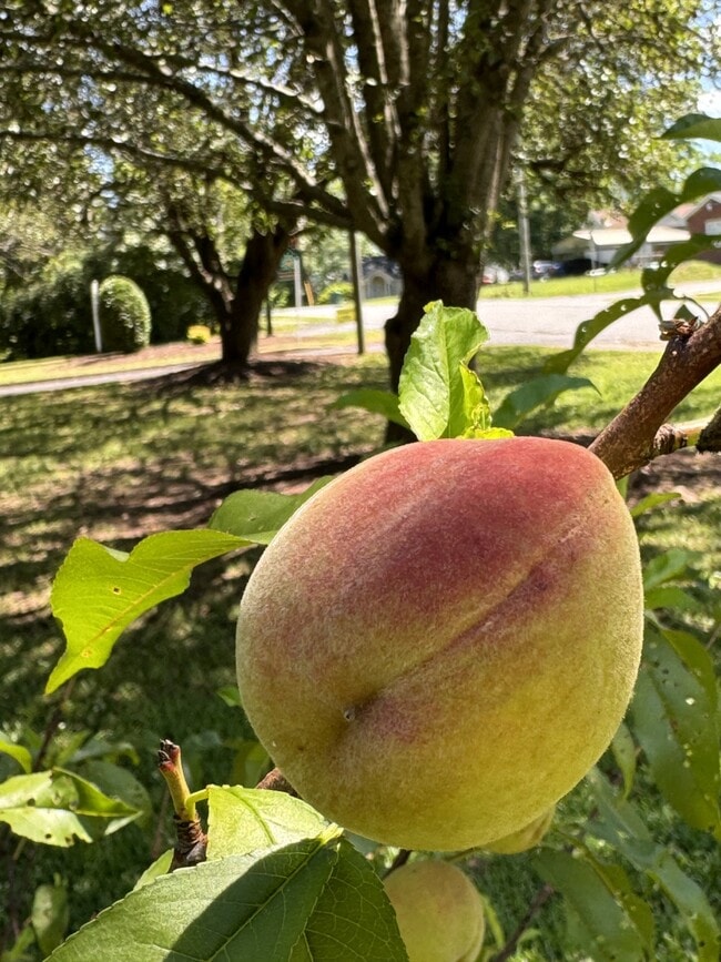 Building Photo - The Orchard Apartment Homes