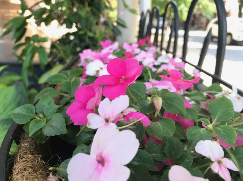 Courtyard Flowers! - 15 South Lime Street