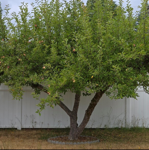 Building Photo - 2120 Laurel St