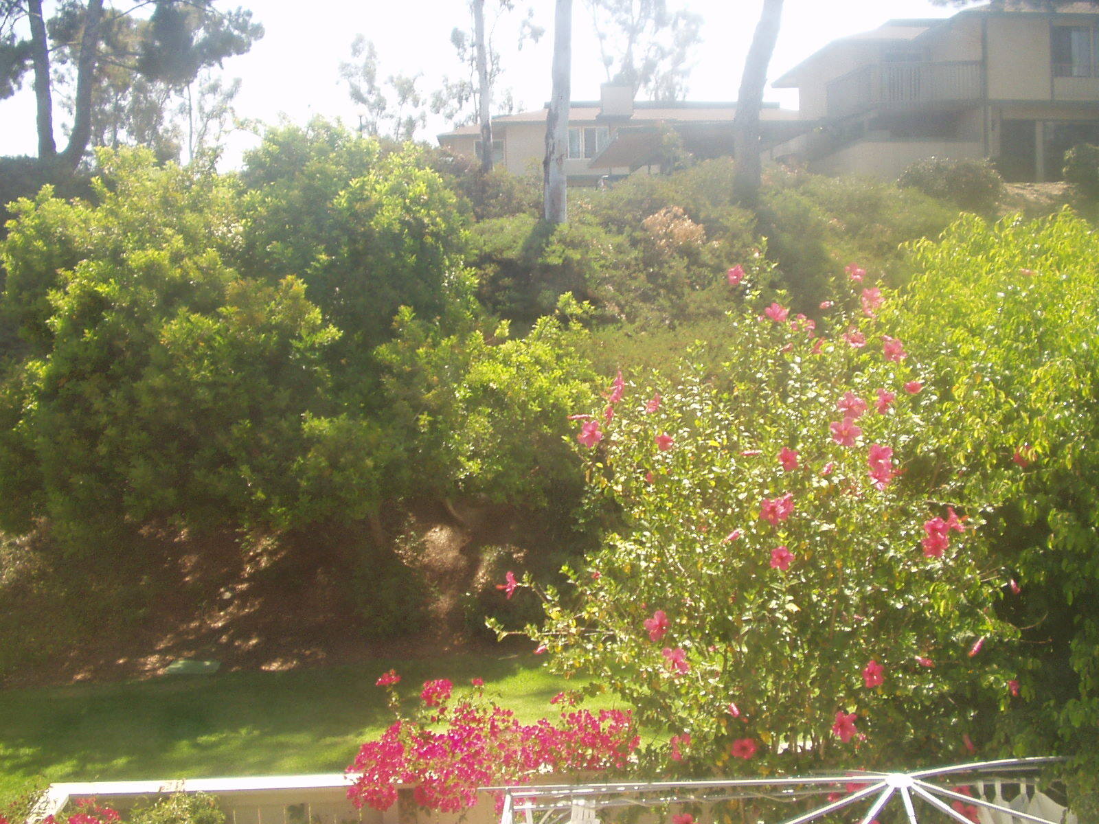 LANDSCAPING - 10157 Caminito Jovial