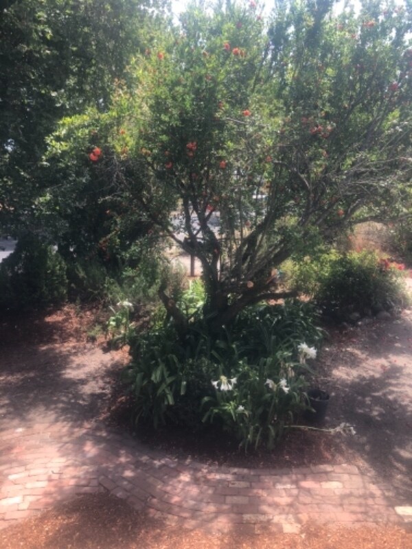 Building Photo - 4481 Petaluma Blvd N