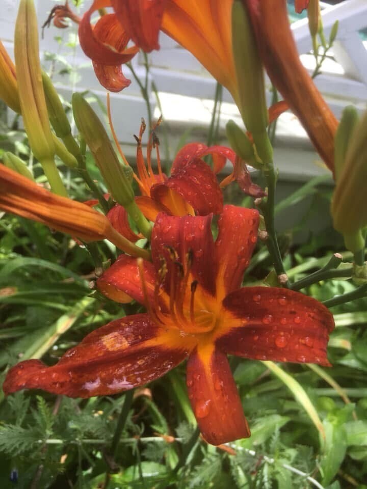 Building Photo - 49 Duke St