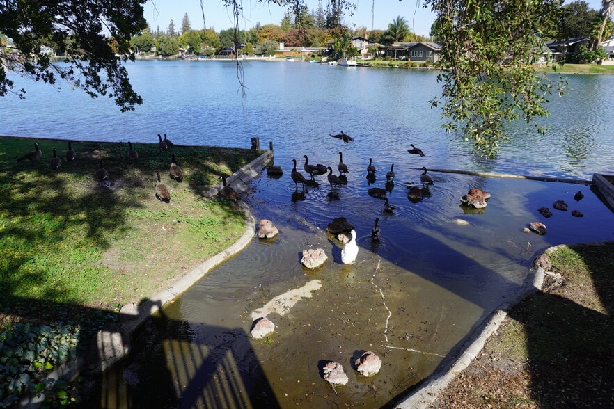 The geese are common visitors. - 6518 Embarcadero Dr