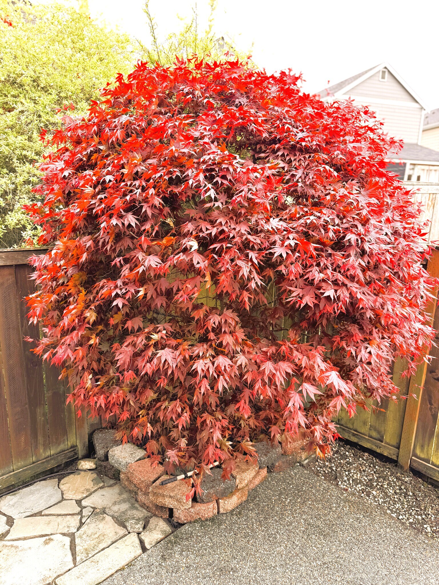 Building Photo - 18314 115th Ave E