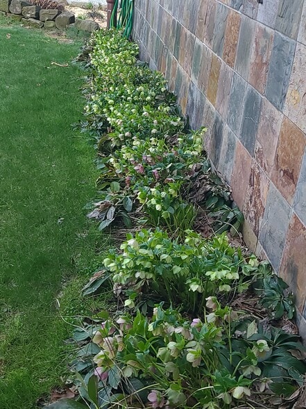 Lenten Roses in bloom - 277 Bluff St