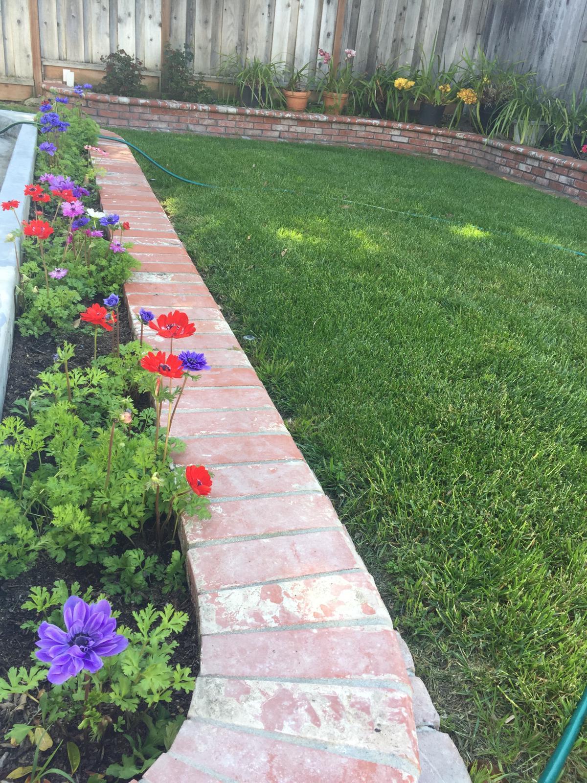 Backyard2 - 37449 Rockwood Dr