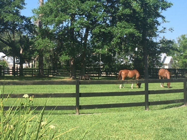 Building Photo - Horse property in St. Johns County