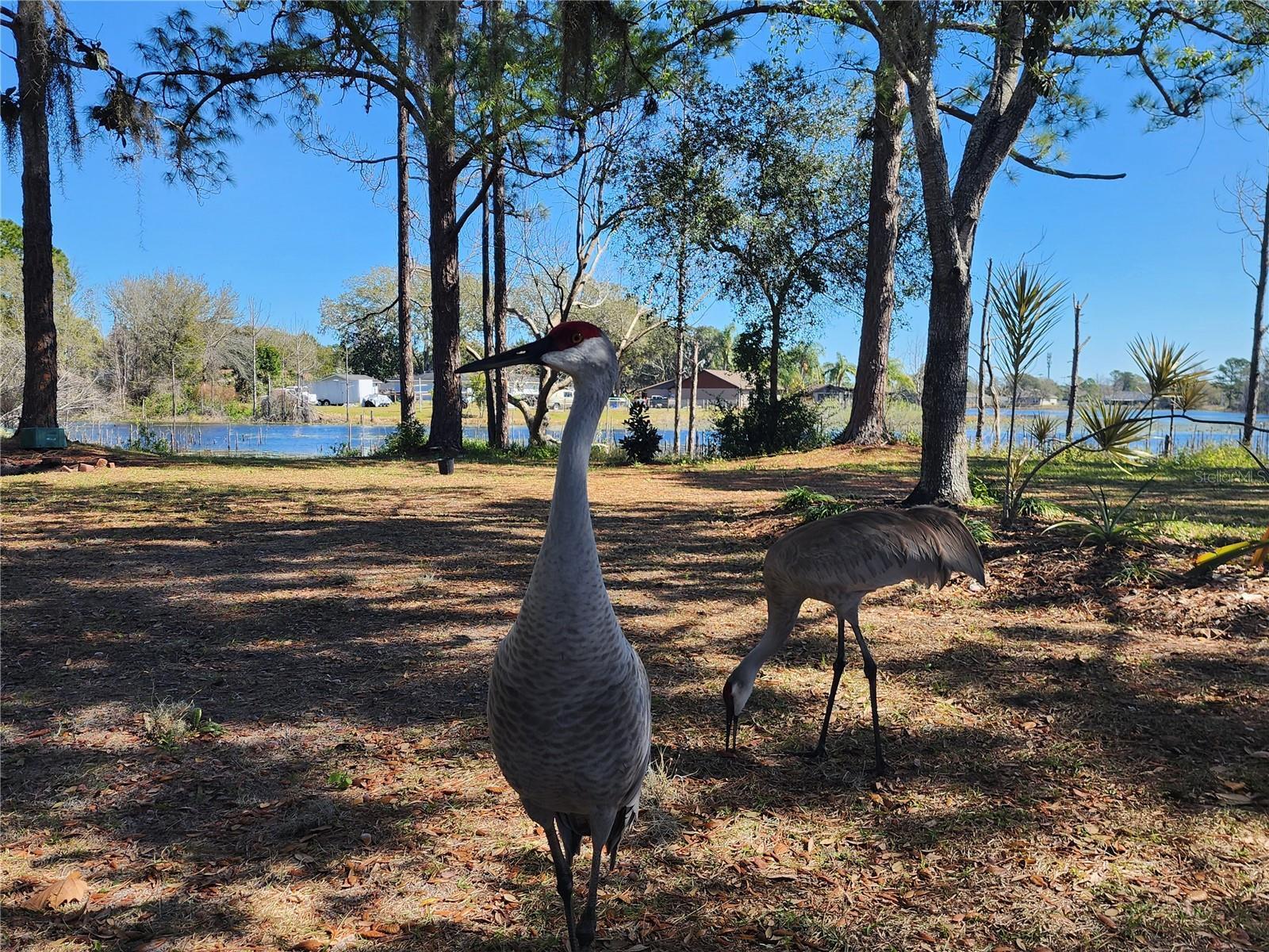 Building Photo - 2033 Quintilis Ct