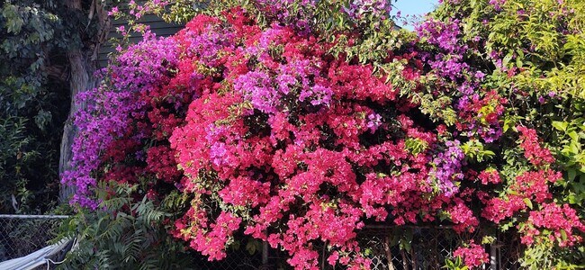 Bougainvillea in the front yard - 1177 Nelrose Ave