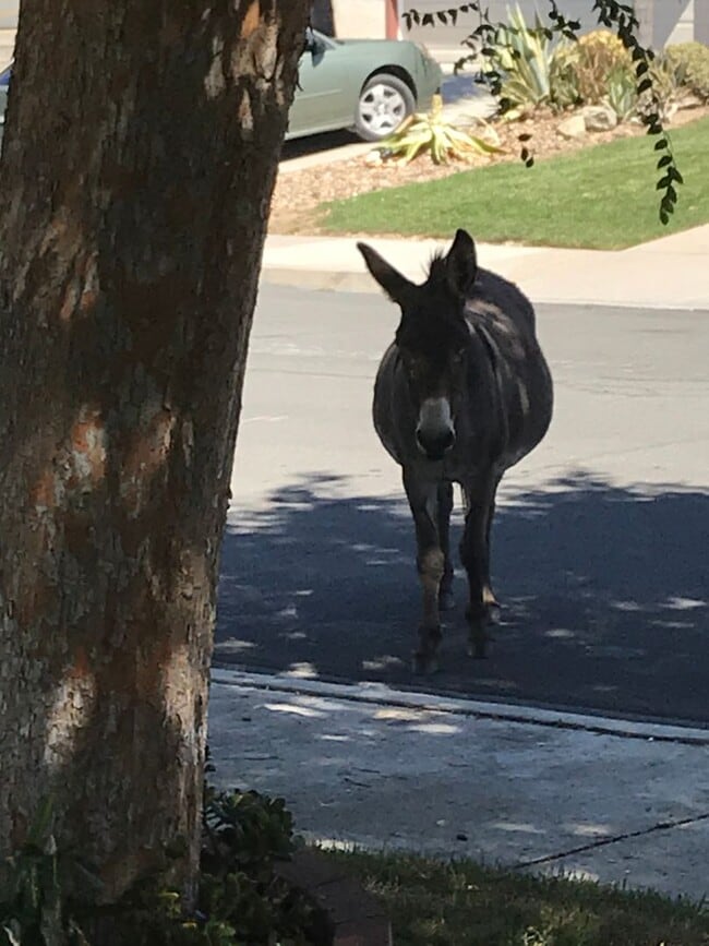 Building Photo - Moreno Valley 4 Bedroom Home Located in Sunnymead Ranch