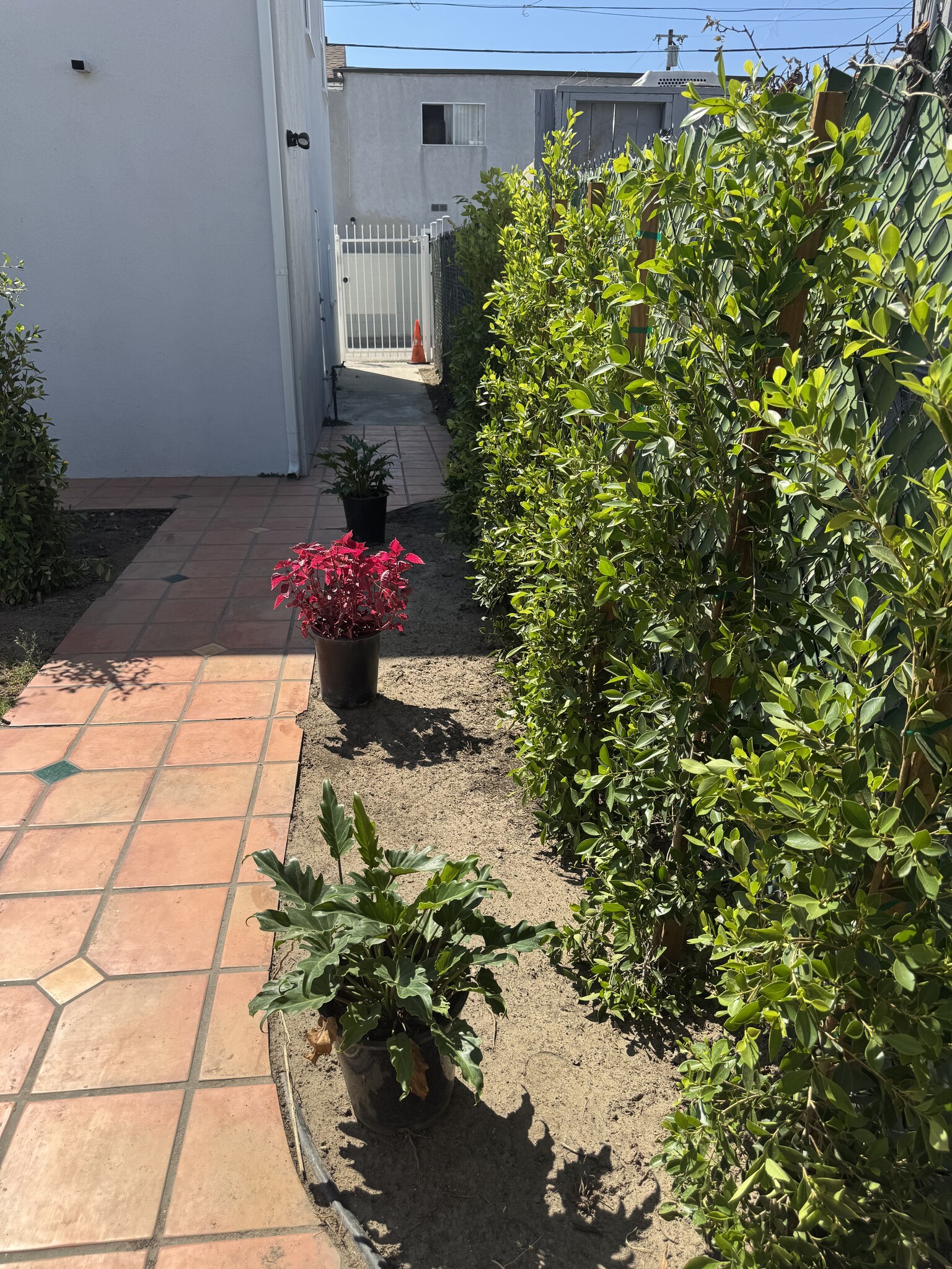 Backyard - 5943 Tujunga Ave