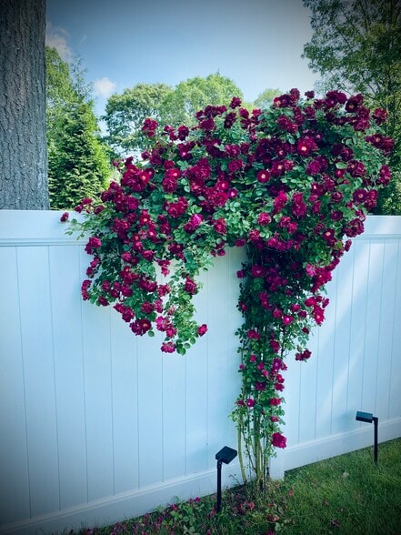 Building Photo - 17 Aldrich St