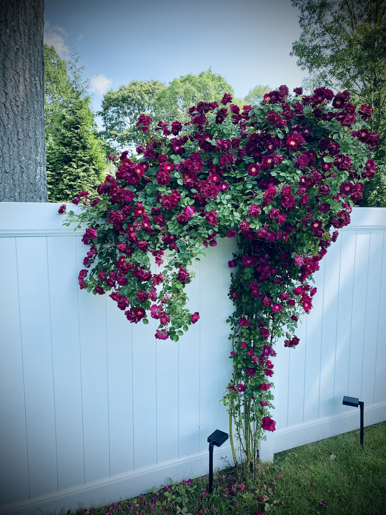 Building Photo - 17 Aldrich St