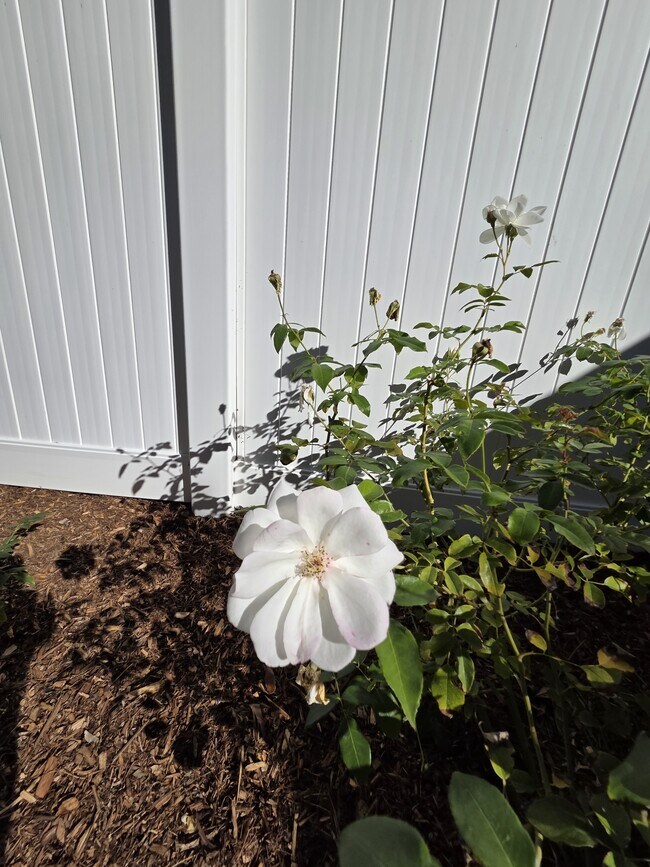 Building Photo - 31751 Calle Novelda