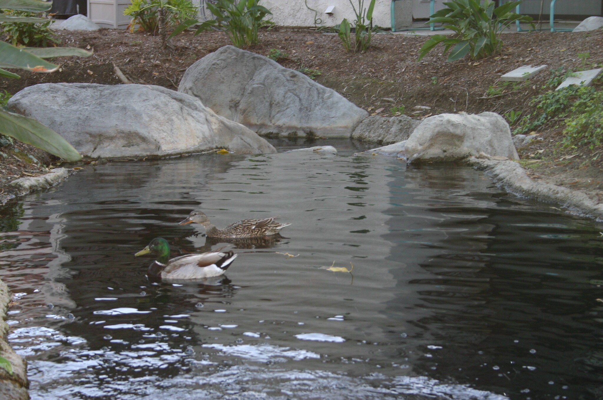 Local Ducks Fans - 247 Oahu Way