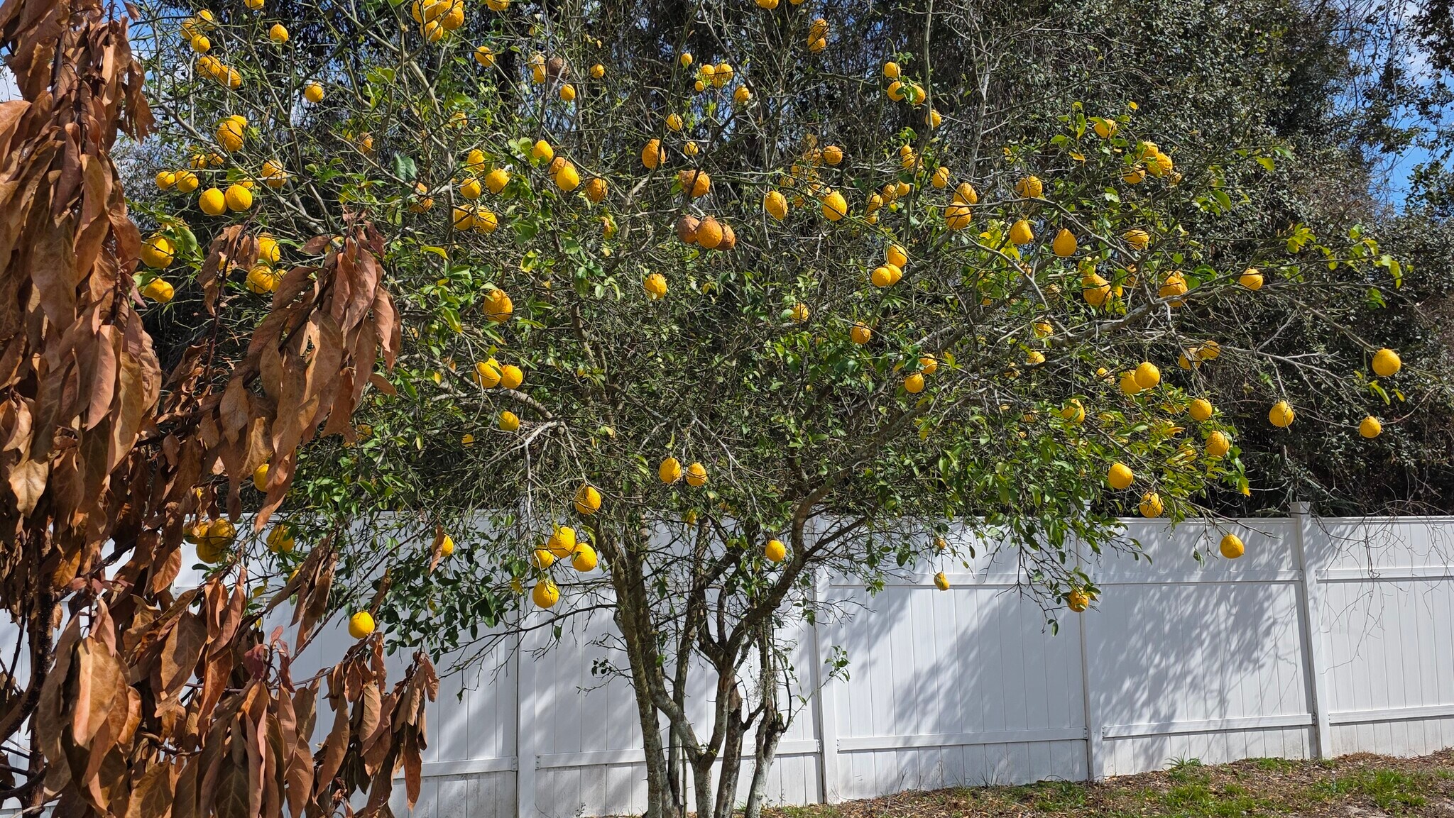 Building Photo - 1699 Landfair Ave