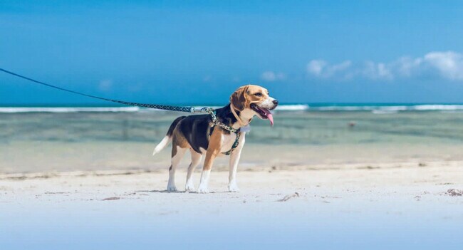 Building Photo - 777 N Ocean Dr