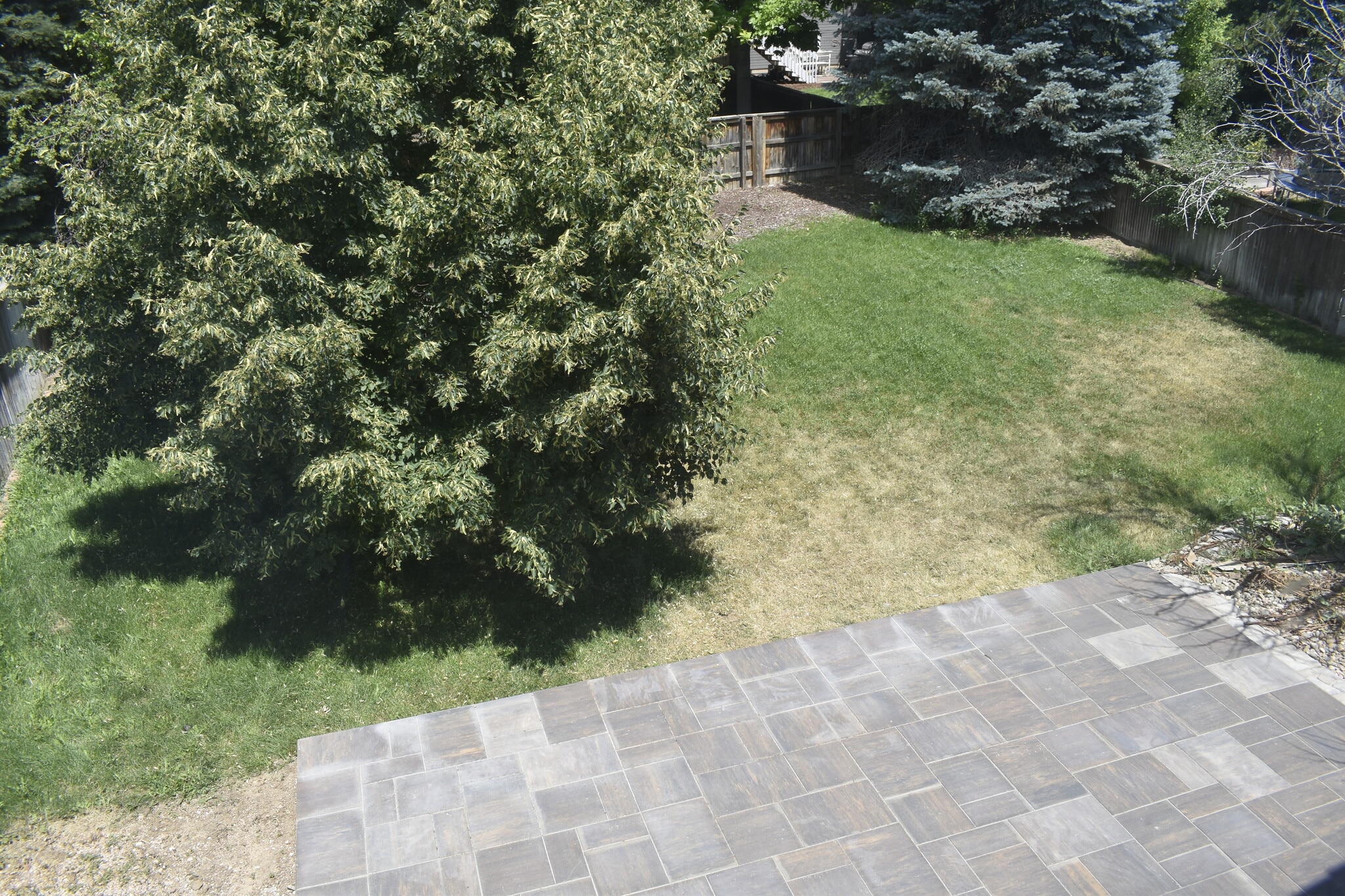 Spacious fenced backyard - 1545 Spring Water Pl