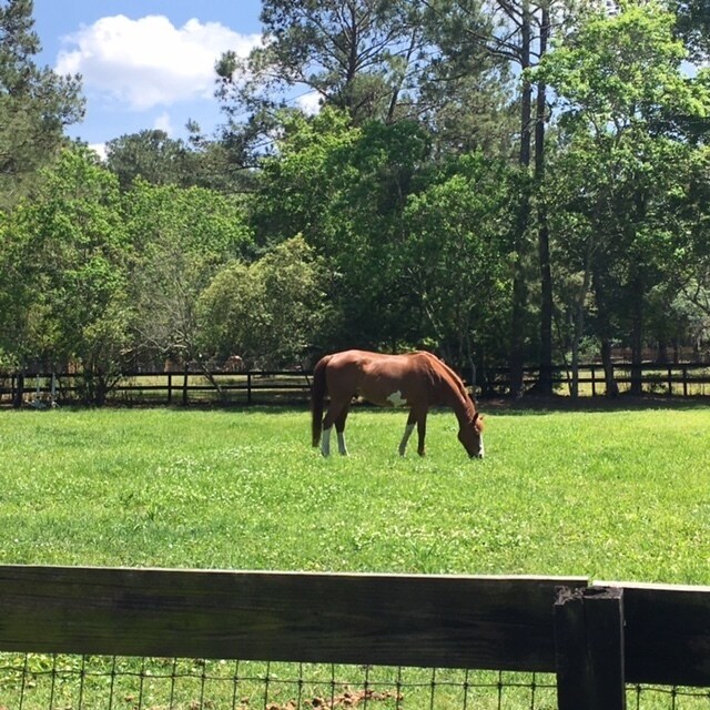Building Photo - Horse property in St. Johns County