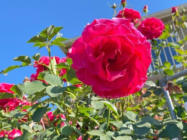 Building Photo - 4372 Argos Dr