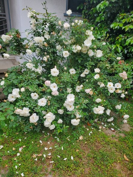 Building Photo - 13529 Burbank Blvd