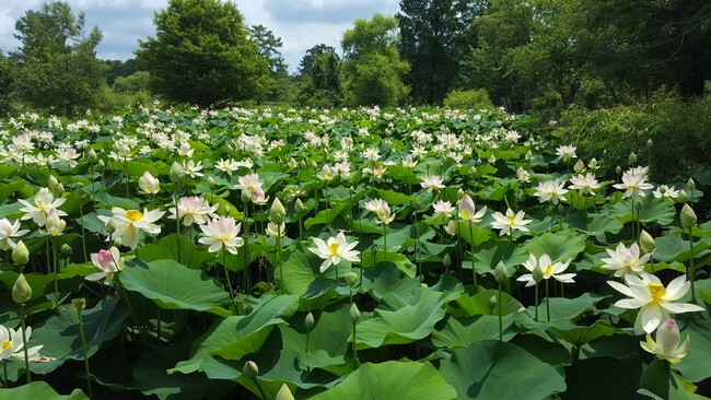 A 16 minute bike ride to Kenilworth Aquatic Gardens by the Anacostia River Trail! - 526 24th St NE