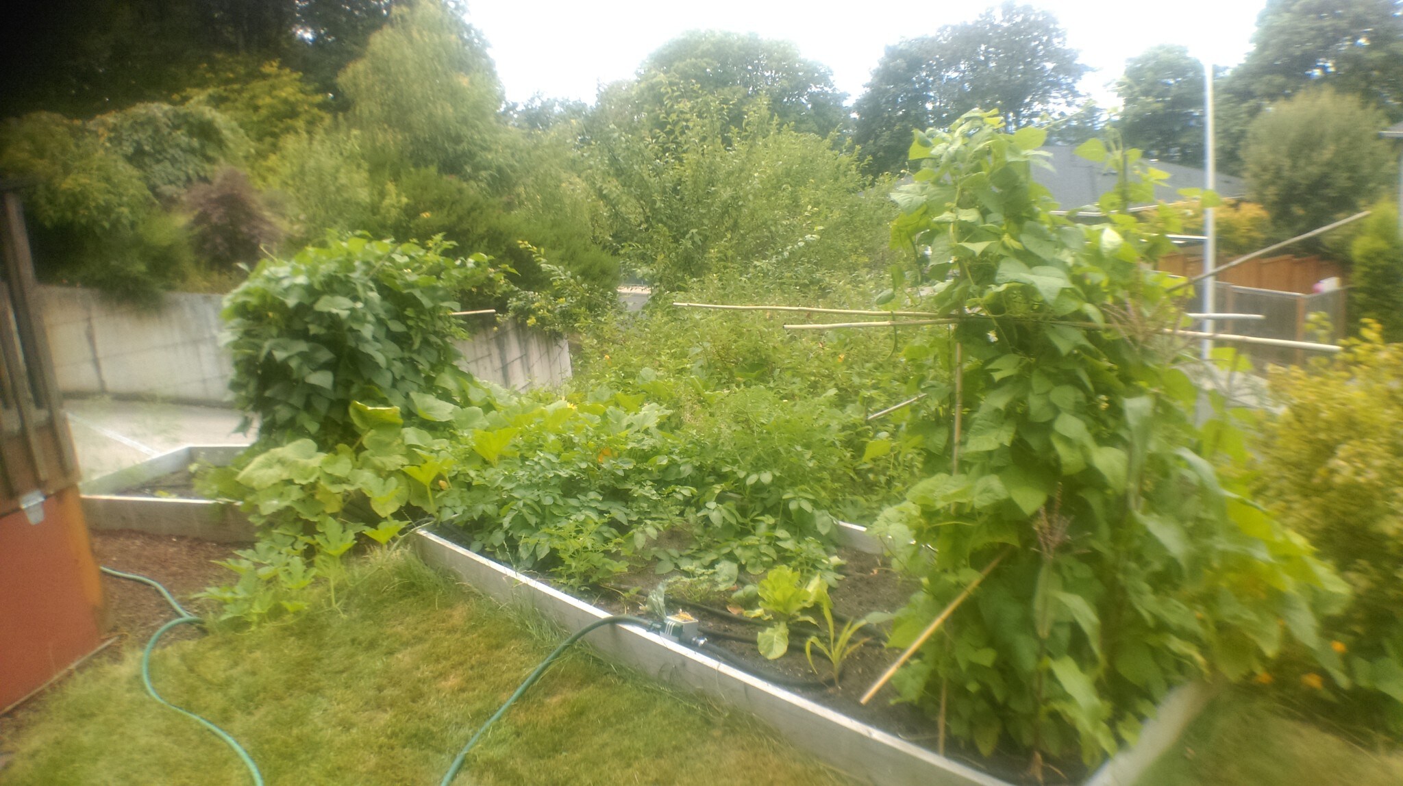 Gardens in front - 11942 SE Lexington St