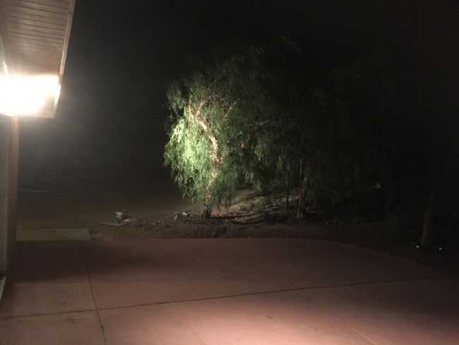 Pepper tree at night - 10160 Escondido Canyon Rd