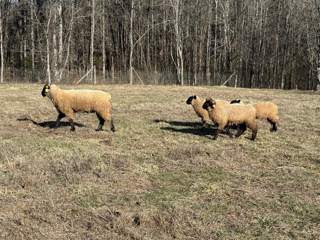 Building Photo - 3515 Mint Rd