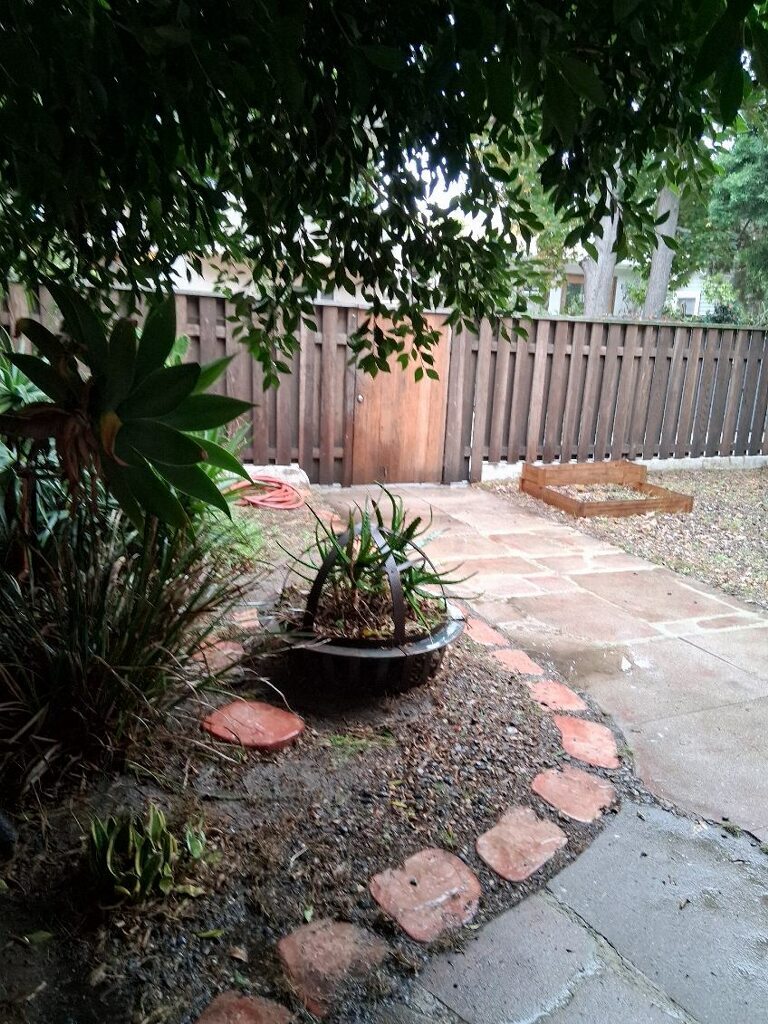 FRONT YARD - 49 Dudley Ave