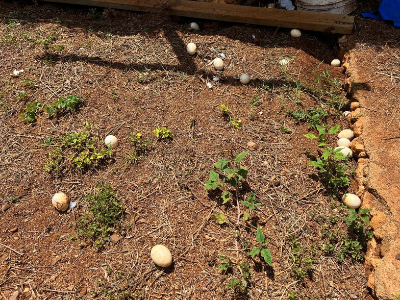 fresh eggs! - 91-525 Hapalua St