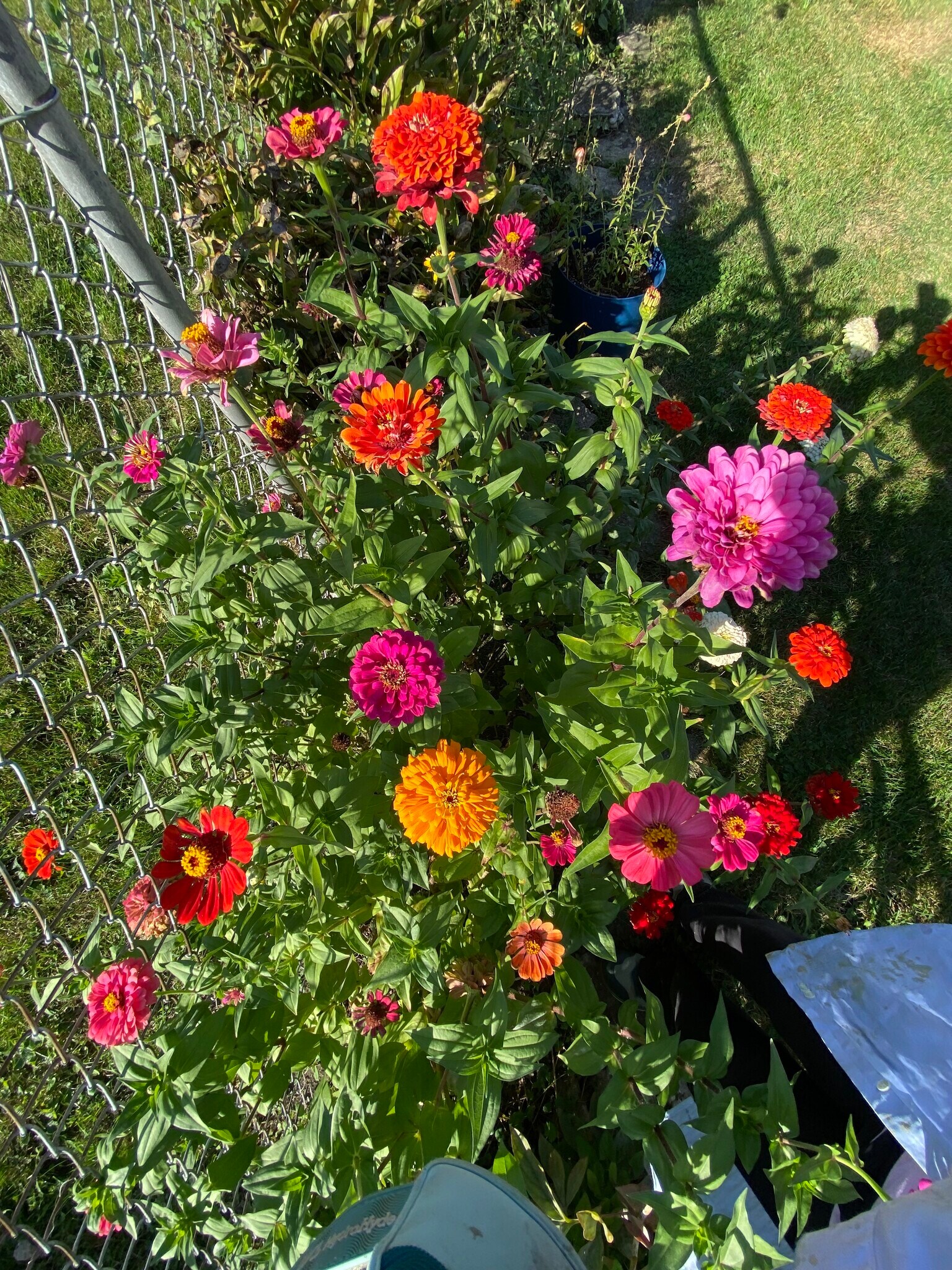 pretty yard - 2726 W Wellington Ave