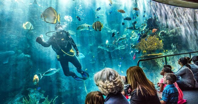 Long Beach Things to Do-Aquarium - 645 Chestnut Ave