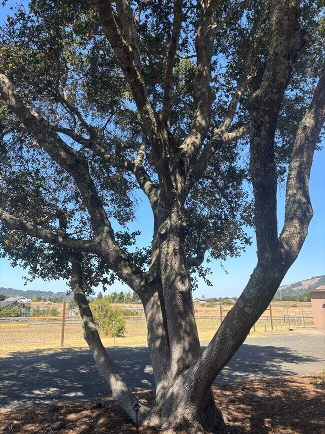 Building Photo - 6 Acres; 3 bedroom 2 bath plus bonus room ...
