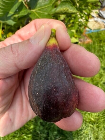 Fruiting Figs - 1373 Palomino Trl