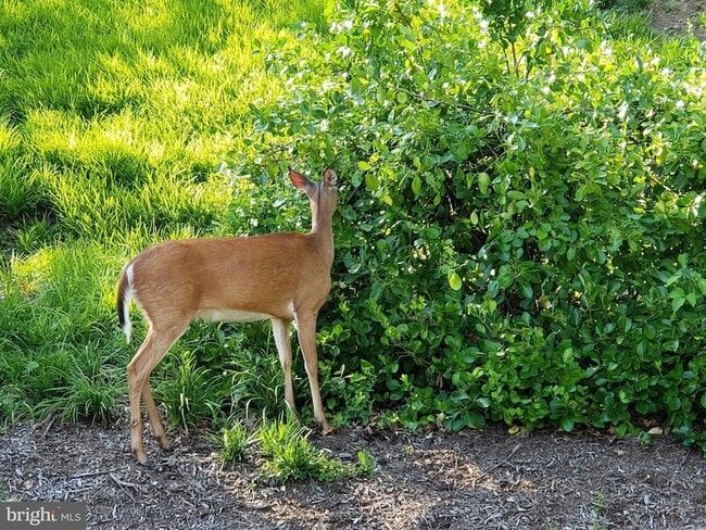 Building Photo - 5901 Mt Eagle Dr