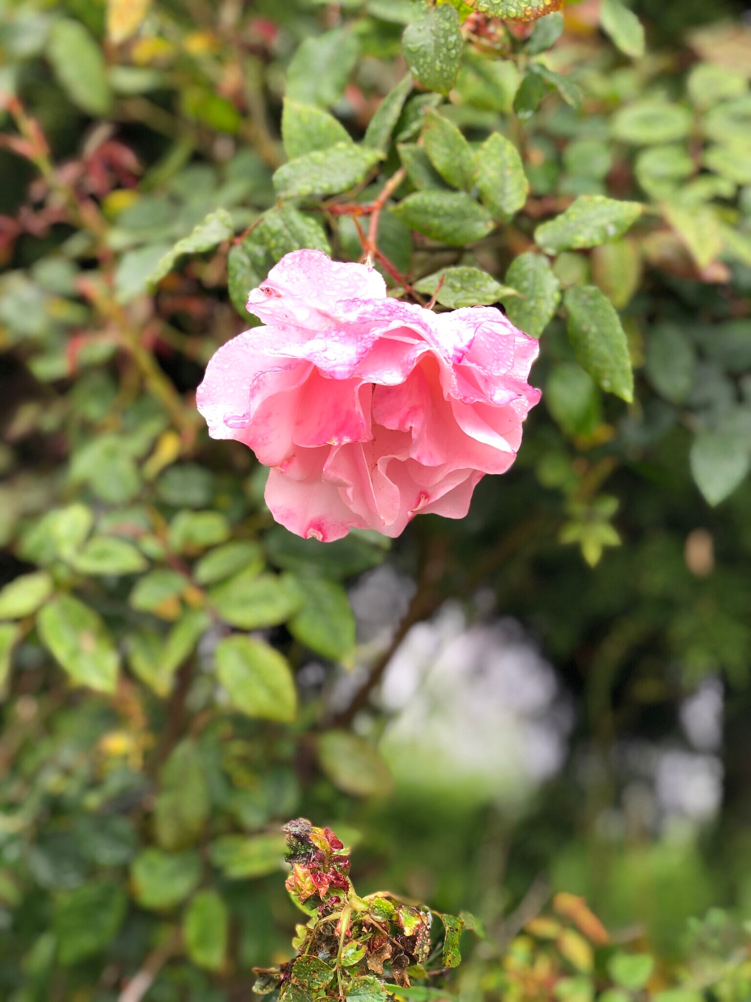 Building Photo - 12 Coach Rd