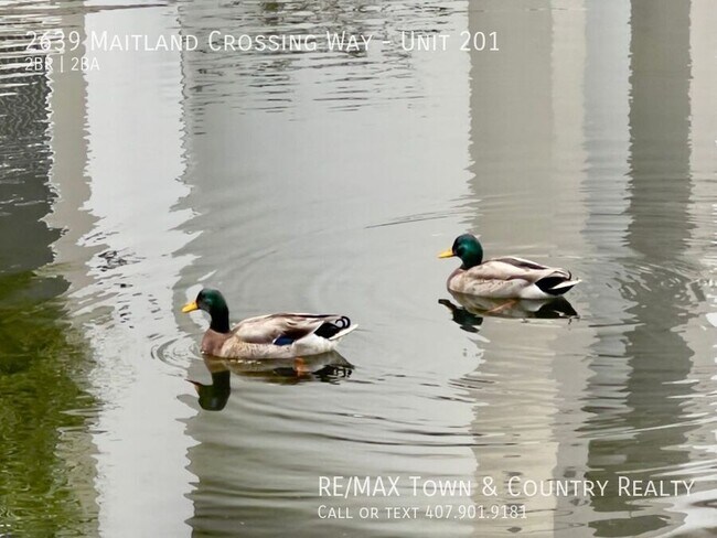 Building Photo - 2639 Maitland Crossing Way