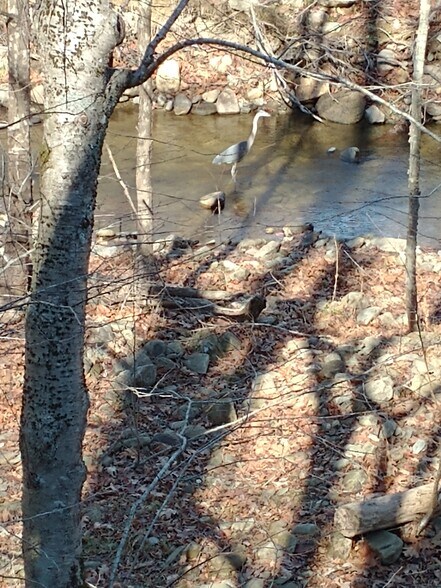 Resident great blue heron - 270 River Road 2