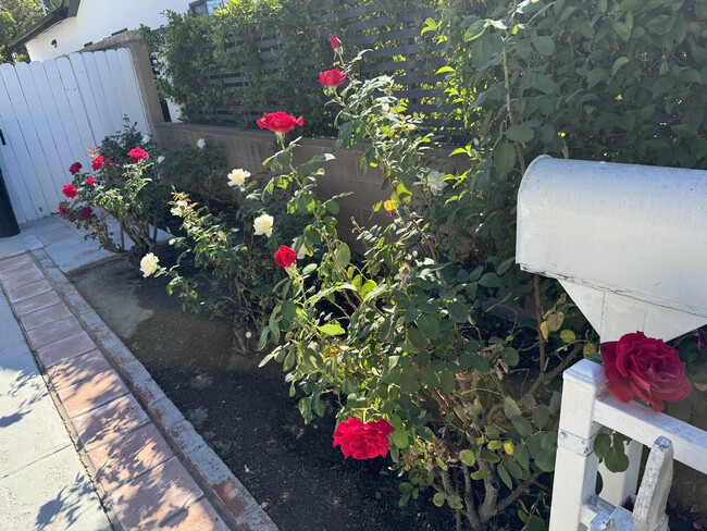 rose garden at mailbox - 4950 Chimineas Ave