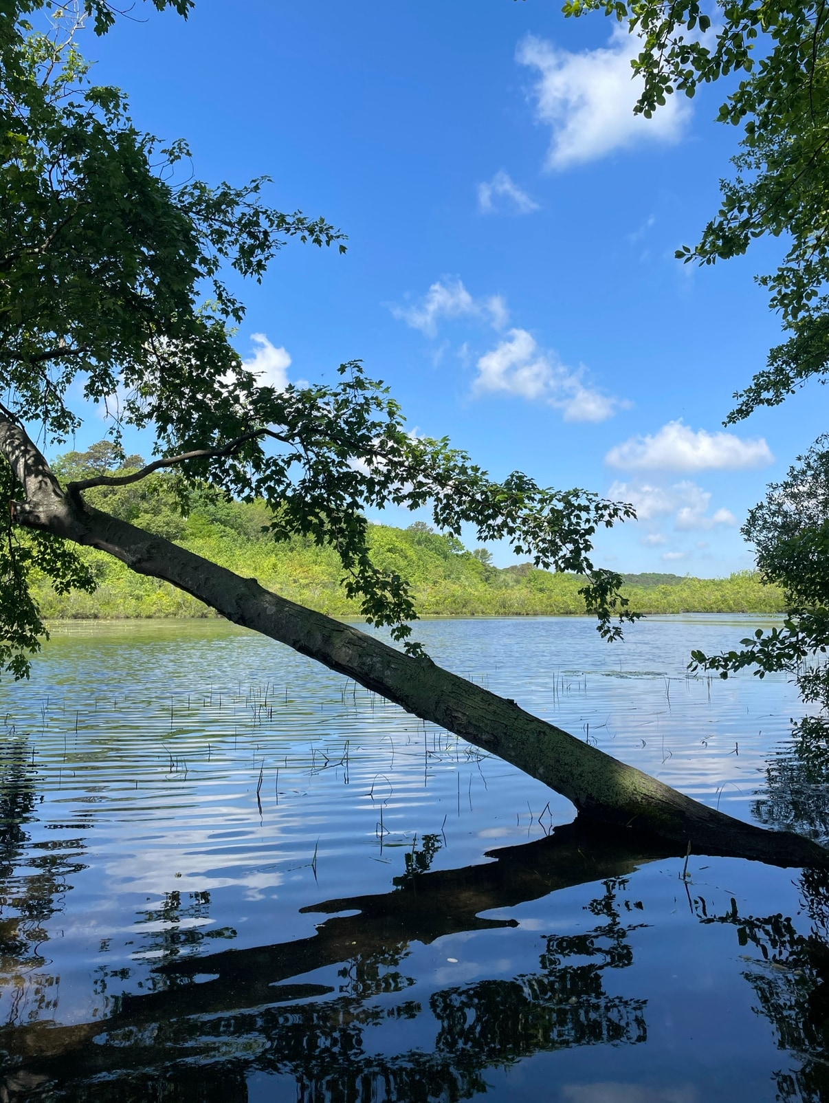 … view from backyard … - 472 Yaphank Middle Island Rd
