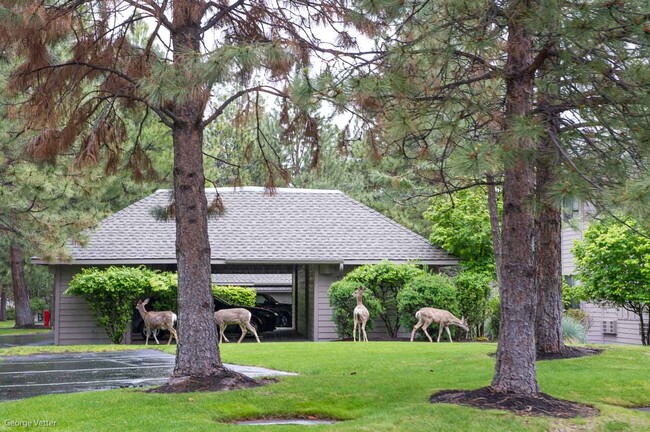 Building Photo - 19717 SW Mount Bachelor Dr