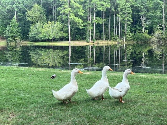 Building Photo - 108 Pine Hawk Dr