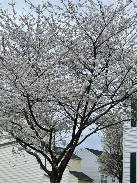 Cherry Blossoms in the Spring - 9629 Overton Dr